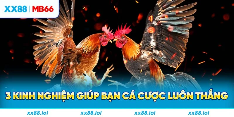 3 kinh nghiệm giúp bạn cá cược luôn thắng