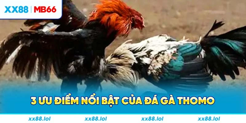 3 ưu điểm nổi bật của đá gà Thomo