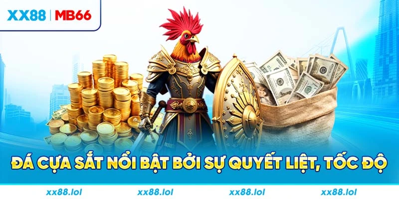 Đá cựa sắt nổi bật bởi sự quyết liệt, tốc độ