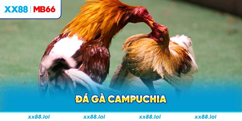 đá gà Campuchia