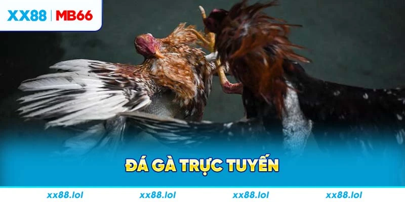 đá gà trực tuyến