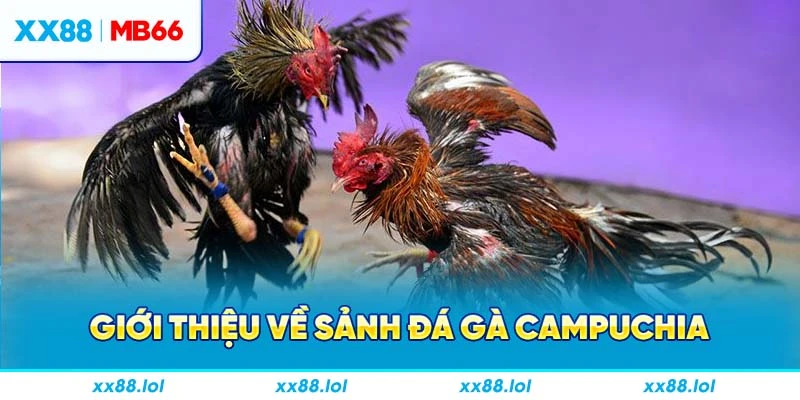 Giới thiệu về sảnh đá gà Campuchia