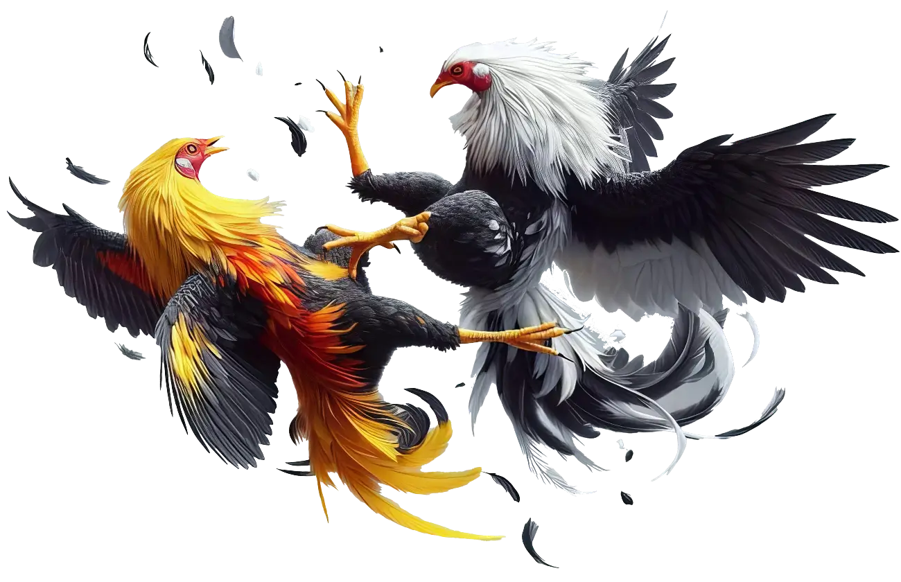 home cockfight
