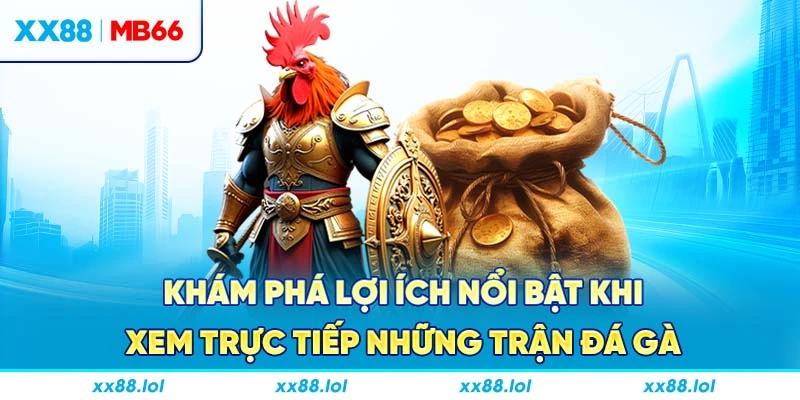 Khám phá lợi ích nổi bật khi xem trực tiếp những trận đá gà
