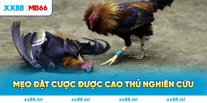 Mẹo đặt cược được cao thủ nghiên cứu