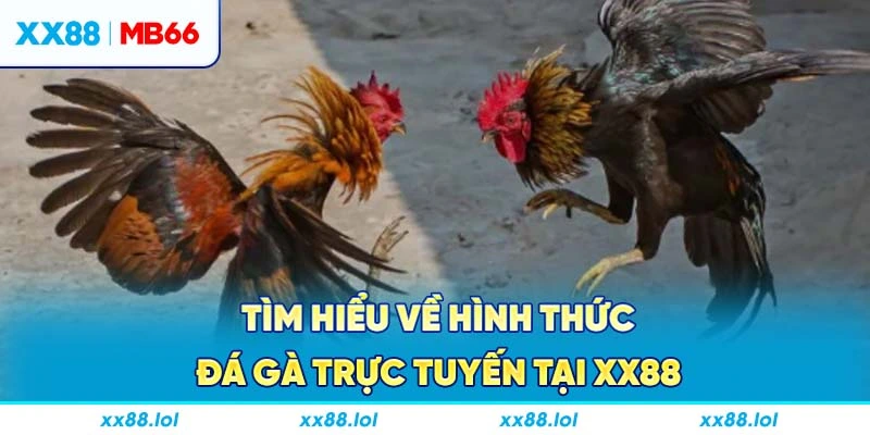 Tìm hiểu về hình thức đá gà trực tuyến tại XX88