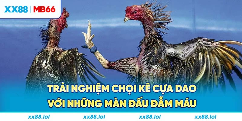 Trải nghiệm chọi kê cựa dao với những màn đấu đẫm máu