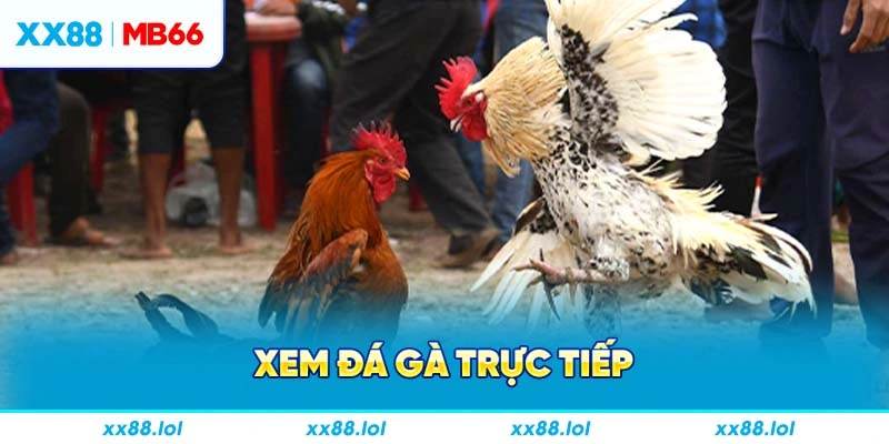 Xem đá gà trực tiếp